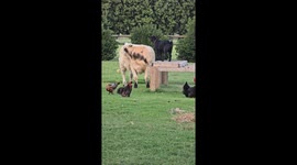 Goat Jumps On Cow's Back