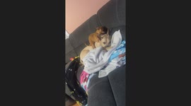 Dog's Unique Back Massage Style