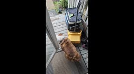 The Skateboarding Tornado Bulldog