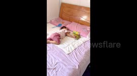 China: A little girl sleeps while touching a bullfrog