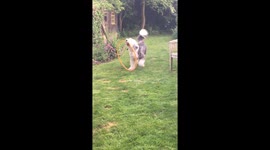 Cute dog runs with a hula hoop and great joy.