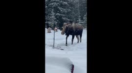 Hungry Moose Finds Bird Feeder
