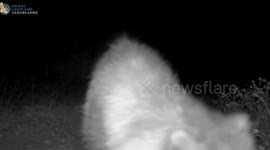Curious raccoon dog lets out sinister cackle as it sniffs wildlife camera