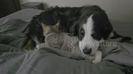 Purring Foster Cat Cuddles With Loving Dog