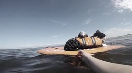 Parrot And Cats Bodyboard Together