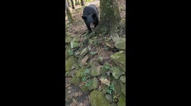 Eugene the Bear Caught Snooping Around Cabin