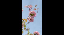 Parakeet Plucks Pink Petals Perched Upon Ipe Tree