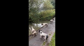 Springer Spaniels Go Swimming