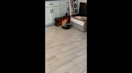 Orange Cat Rides Robot Vacuum