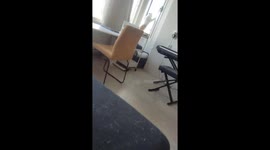 I Think My Neighbor Got a New Cat