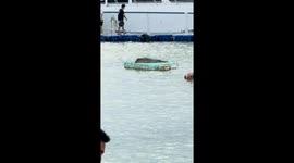 Seal floats on polystyrene foam while chilling in the sea