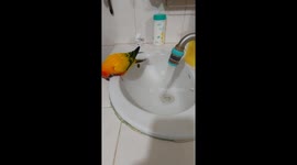 Pet parrot washes in bathroom sink then poses with shiny feathers