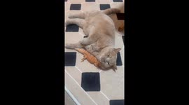 Adorable scene cat and lizard forge unlikely best friendship in eastern China