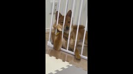 Elegant dog poses like model in southern China