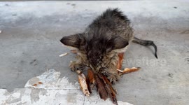 Indonesia: Abandoned cat eating in Jakarta