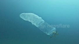 Diver films alien-like pyrosome swaying with motion of ocean currents