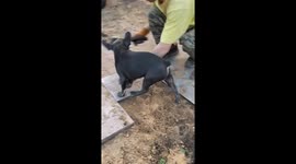 Dog interrupts tile laying work in Ulyanovsk