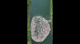Ducks enjoy bath in Mysuru in drone footage