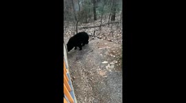 Black bear spotted near cabin in Gatlinburg, Tennessee