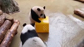 Russia's first giant panda cub climbs onto cube to tease mum but clumsily slips and fall