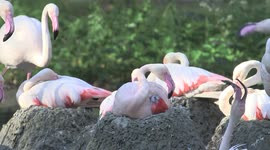 Austria: Adorable Flamingo Hatchlings Find Their Feet