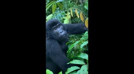 Young gorilla eating lunch