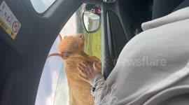 Terrified sister panics in car as her brother stops next to a cow