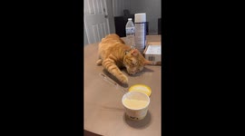 Sneaky orange cat uses stealth tactic to enjoy ice cream without being caught