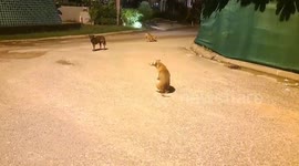 Cruel dog owner tapes pets' mouths shut 'to stop them barking'