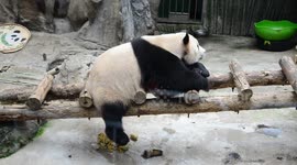 China: A giant panda Rests at the Beijing Zoo in Beijing