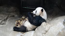 China: A Giant Panda Eats at The Beijing Zoo in Beijing