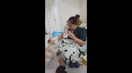 Pet French bulldog learns fruit names with flash cards