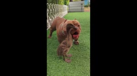 Pet bulldog and duck form an unlikely friendship