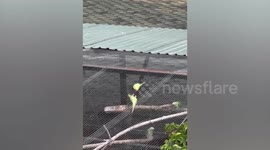 Female pet parrot free flies to Moscow Zoo to kiss 'boyfriend' bird in enclosure