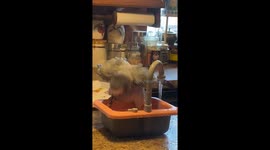 Parrot bathing in a tiny sink