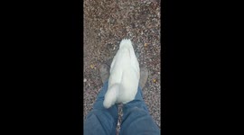 Duck Walks Between Man's Feet