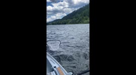 Fishermen Spot Moose and Calf on the River
