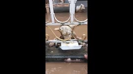 Pets stranded in Thailand floods receive food from caring residents