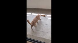 Pet cat and bearded dragon lizard form unlikely friendship