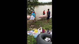 Plastic bottles tied to pigs to help them float as they navigate floods in Vietnam following Typhoon Yagi