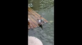 Pigeon rides turtle in lake in China