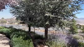 US: Davis Fire Burns South Of Reno Triggering Widespread Evacuations 9