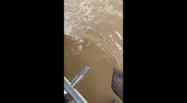 Playful wild otters swim outside flooded homes in Thailand