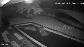 Baby elephants sneaks into family's back yard swimming pool for late night fun