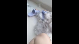 Husky owner left with another dog's worth of fur after brushing pet for three hours