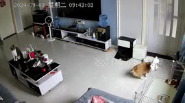 Poomba! Robot vacuum spreads dog mess around tiled floor