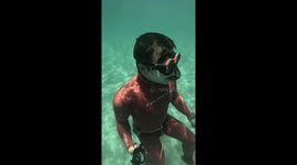 Clingy crab refuses to let go of snorkeller