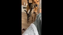 Headstrong 2-pound cat WILL NOT be intimidated by 13-stone dog BFF