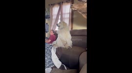 Dog begs for pizza in Fairfield, Idaho