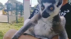Russia: Woman Caught Trafficking Endangered Lemur Said She Was Saving The Species